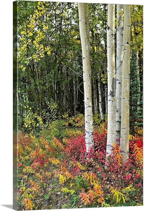 Amazon Great Bigキャンバスギャラリー カラフルビューのアスペンツリートランクand Fall Foliage Kenai Peninsula In Southcentral 32 X 48 Aksplcy0028 1 32x48 None アートフレーム ポスター オンライン通販