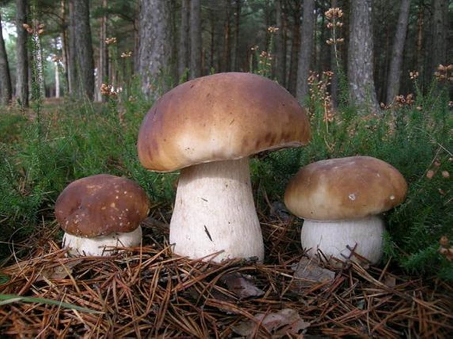 King Bolete Mushroom (Boletus edulis Bull) Mycelium Spores Spawn Dried Seeds Amazon.ca Grocery