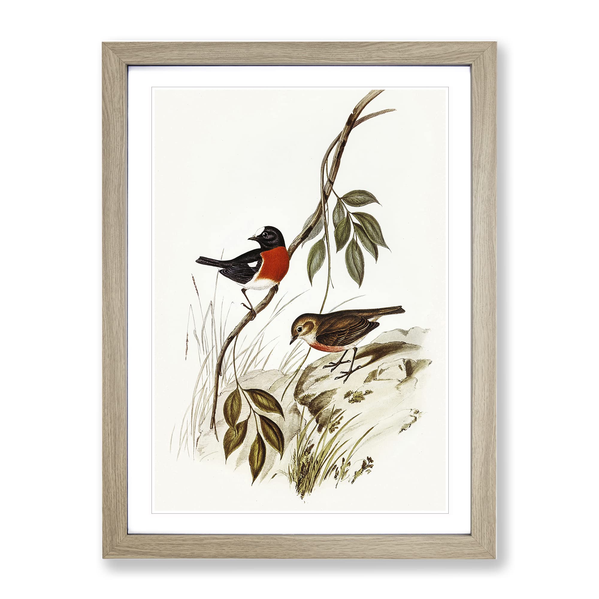 Norfolk Island Robin Bird By Elizabeth Gould Vintage Framed Wall Art Print, Ready to Hang Picture for Living Room Bedroom Home Office Décor, Oak A4 (34 x 25 cm)