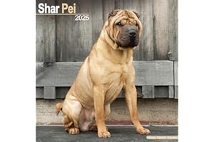 Shar Pei Calendar 2025 | Square Dog Breed Wall Calendar - 16 Month