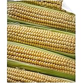 Corn Blanket Funny Food Throw Blanket for Sofa Chairs Bed, Good Blanket Gift, Lightweight Soft and Cozy 50" x 40" for Kid