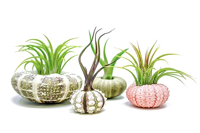 Air Plant Sea Urchin Kit 4 Variety Pack Shell Containers