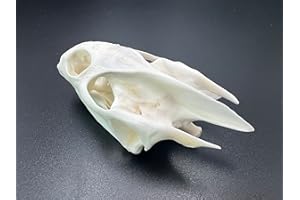 CLLOEAT Wholesale 1/2/3/5/10 pcs Taxidermy Real Animals Skulls, Real Bones Specimen, Supplies Art Bone Vet Medicine 1:1 Animal Bones (5pcs,Turtle Skull)