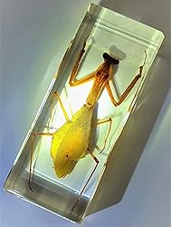 4.3" Real Praying Mantis in Crystal Clear Lucite