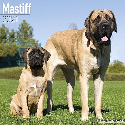 english mastiff and poodle mix