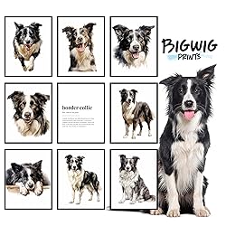BigWig Prints Border Collie Wall Art - Border