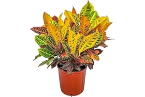 Croton Petra Plant - Tropical Foliage Plant Live - Overall Height 20" to 24" - Tropical Plants of Florida