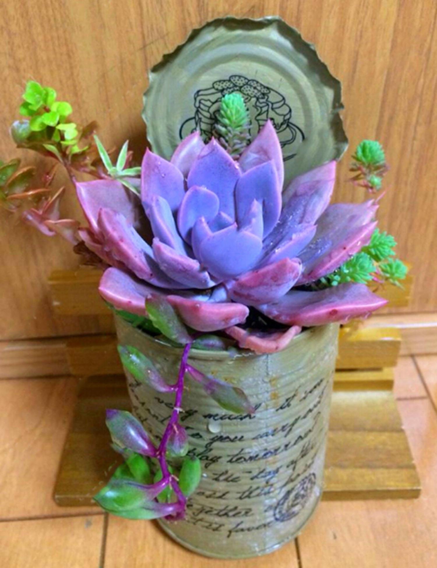 Youcoco New Nice Adorable Flower Fragrant Blooms Succulents Jeweled Flower Seeds