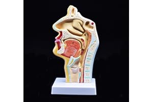 XINDAM Human Anatomical Nasal Cavity Throat Anatomy Medical Model For Science Classroom Study Display Teaching Medical Model