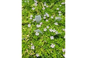 Bacopa Monnieri Brahmi Water Hyssop Seeds Plant Ayurvedic Herb 35+ Seeds Inch