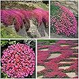 2000+ Red Creeping Thyme Seeds for Planting Non-GMO Clover Seeds for Lawn Creeping Thyme Seeds Ground CoverPerennial Landscaping Easy to Grow