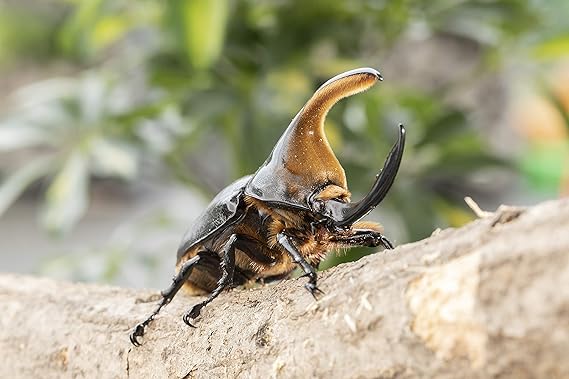サタンオオカブト初2令幼虫3匹セット Big Horn 昆虫 通販 Amazon サタンオオカブト初2令幼虫3匹セット Big Horn 昆虫 通販 Amazon