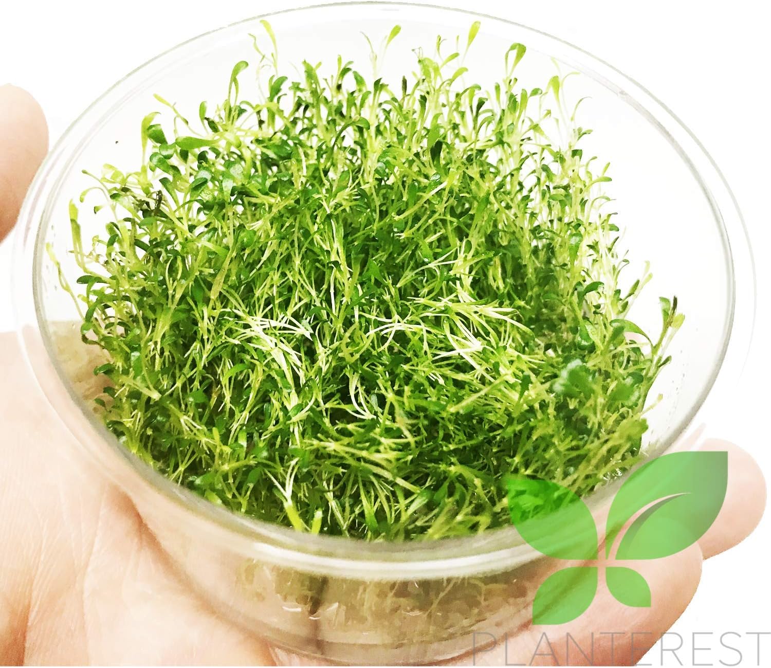 Glossostigma Elatinoides Glosso Tissue Culture Vitro Cup Freshwater Carpet Live Aquarium Plants Decoration BUY2GET1FREE