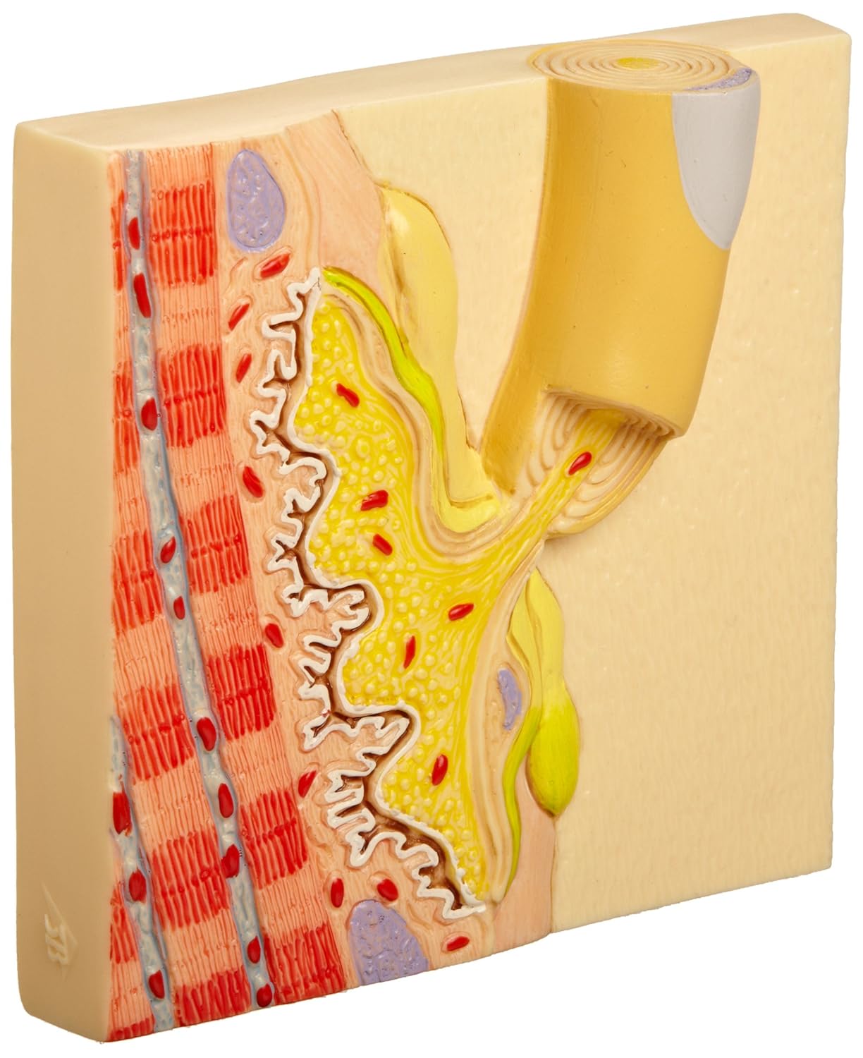 3B Scientific C40/4 Motor End Plate 3B Smart Anatomy