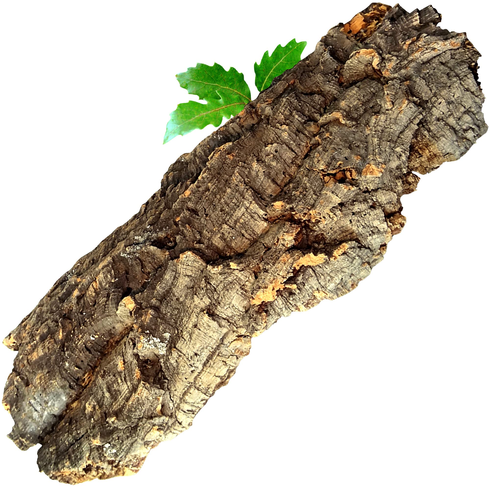 XL Cork Bark 20 x 50 cm - flat piece (Rodent, Reptile, Decoration, Modelling, Model Railway Scenery) cork wood tree oak | cleaned & sanitised