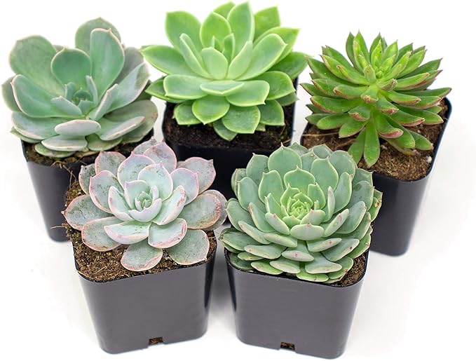 Succulent Plants 5 Echeveria Succulents Rooted in