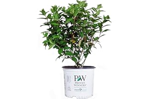 GREEN PROMISE FARMS Proven Winners - Hydrangea pan. Fire Light (Panicle Hydrangea) Shrub, white & red flowers, #3 - Size Container