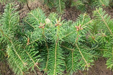 25 St. Abies nordmanniana - (Nordmanntanne - Weihnachtsbaum)- Wurzelware 10-15 cm