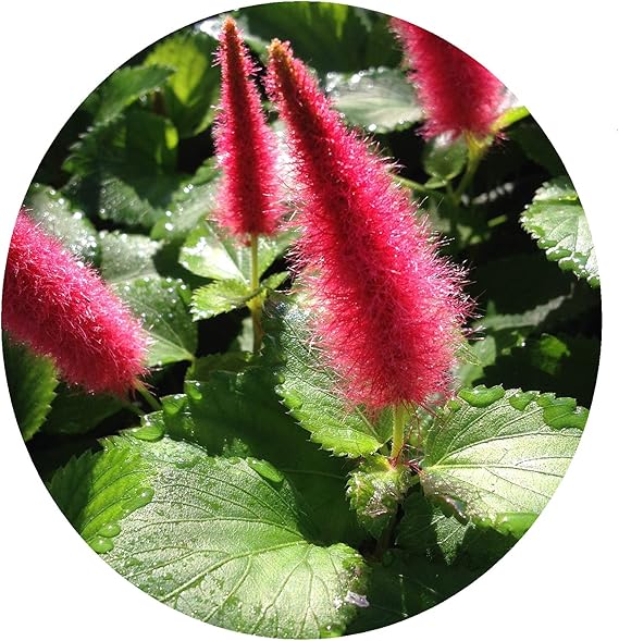 Dwarf Chenille Unique Ground CoverTropical