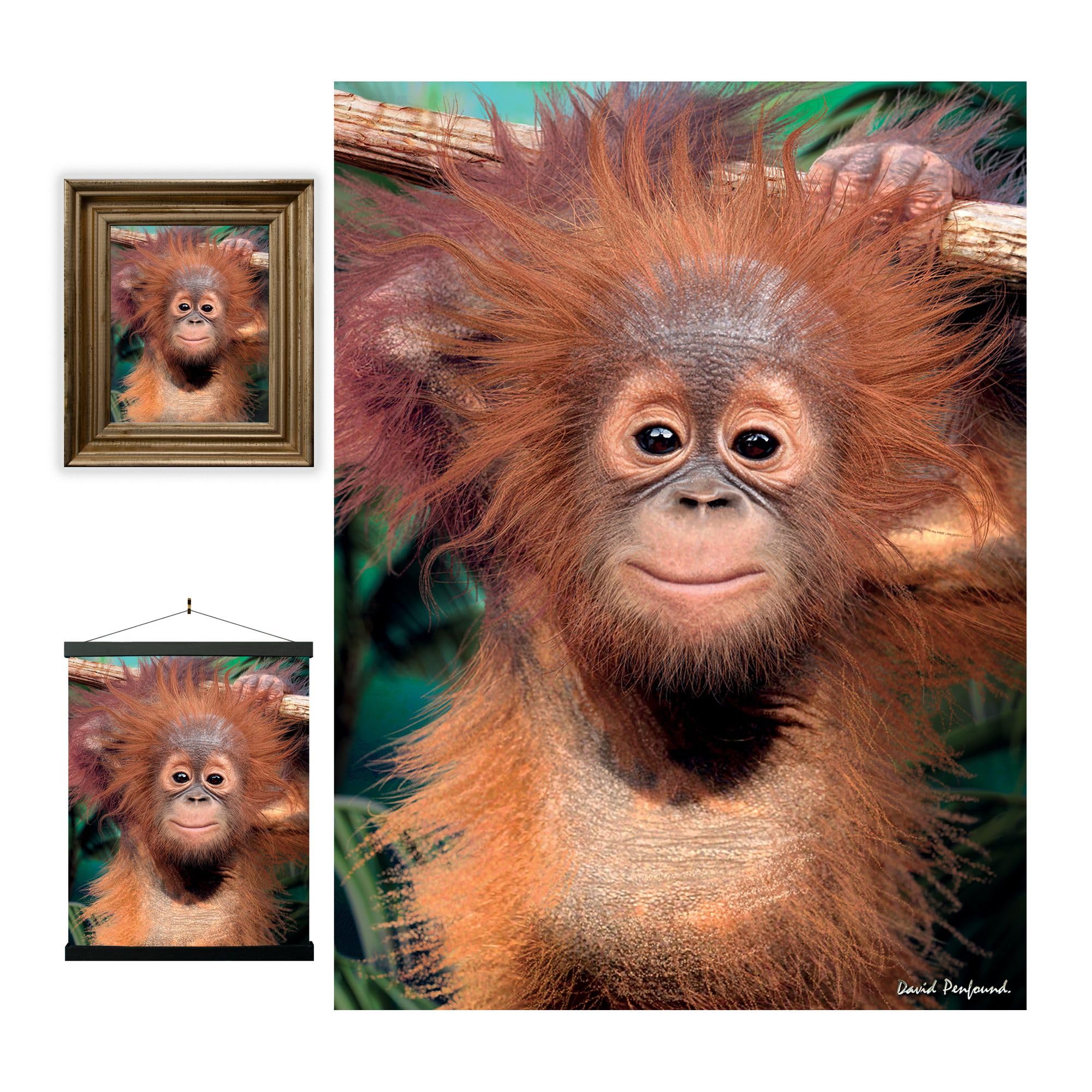 3D LiveLife Lenticular Wall Art Prints - Baby Orangutan from Deluxebase. Unframed 3D Monkey Poster. A perfect wall filler. Original artwork licensed from renowned artist, David Penfound