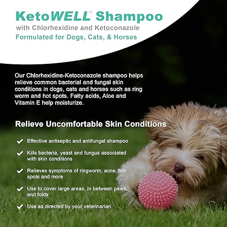 ketoconazole shampoo for dogs over the counter