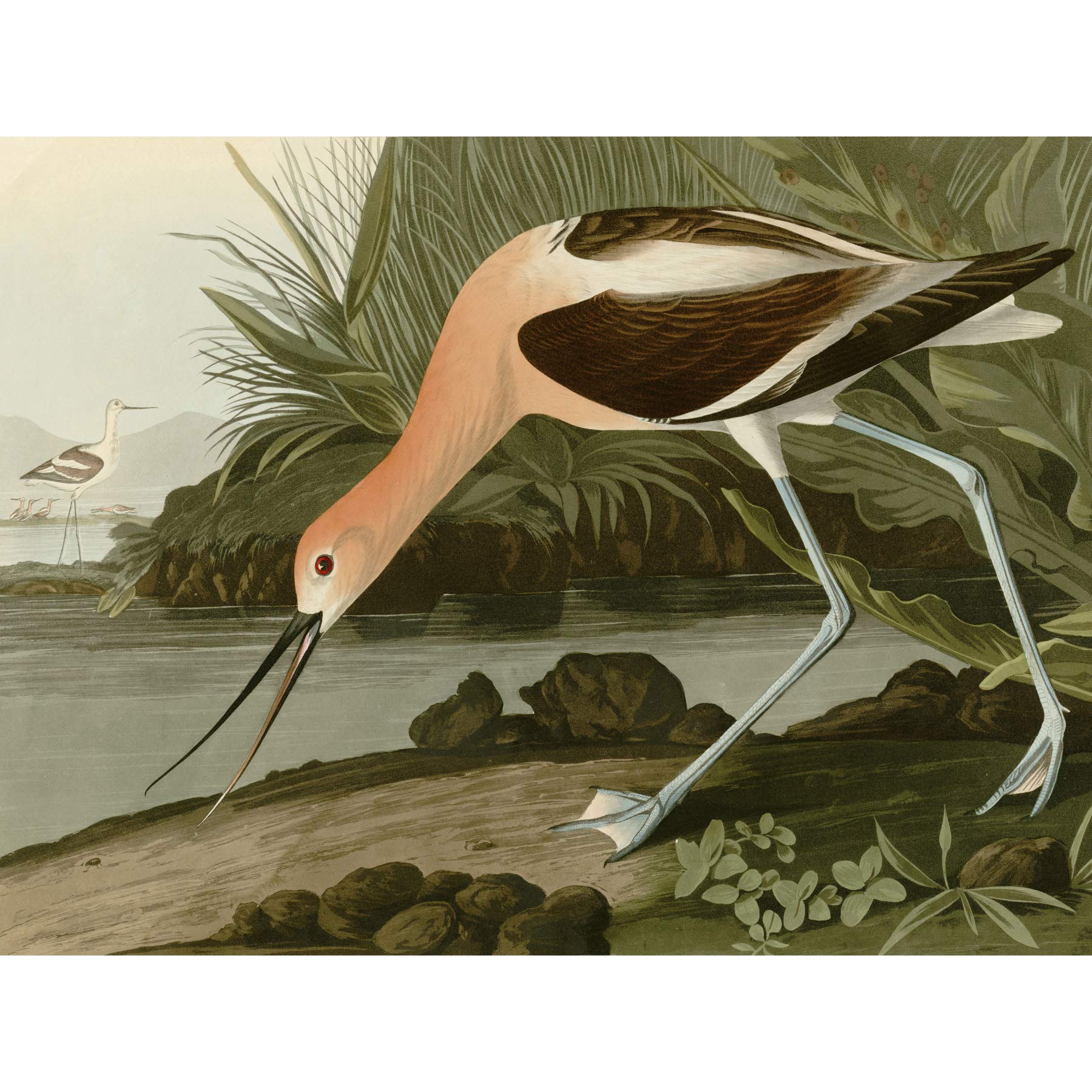 Artery8 Audubon Birds America American Avocet Premium Wall Art Canvas Print 18X24 Inch