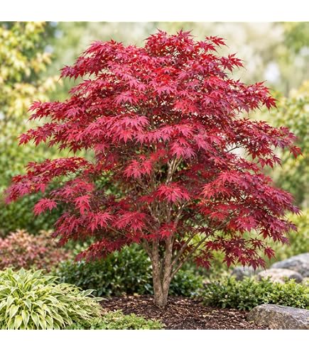 Amazon.com : Japanese Red Maple Tree Seeds | 30+ Seeds | Highly