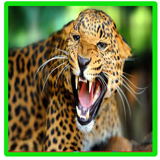 Most Dangerous Animal In The World Amazon Com Appstore For Android