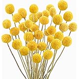 Uieke 30Pcs Natural Dried Flowers Craspedia Billy Balls Flowers Billy Buttons Floral Bouquet for Flower Arrangements Wedding