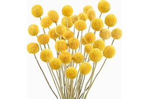 Uieke 30Pcs Natural Dried Flowers Craspedia Billy Balls Flowers Billy Buttons Floral Bouquet for Flower Arrangements Wedding Home Tall Vase Decor Yellow