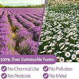 ULTHMOK 135 Premium Chamomile & Lavender Tea Bags Caffeine Free 100% Natural view 3
