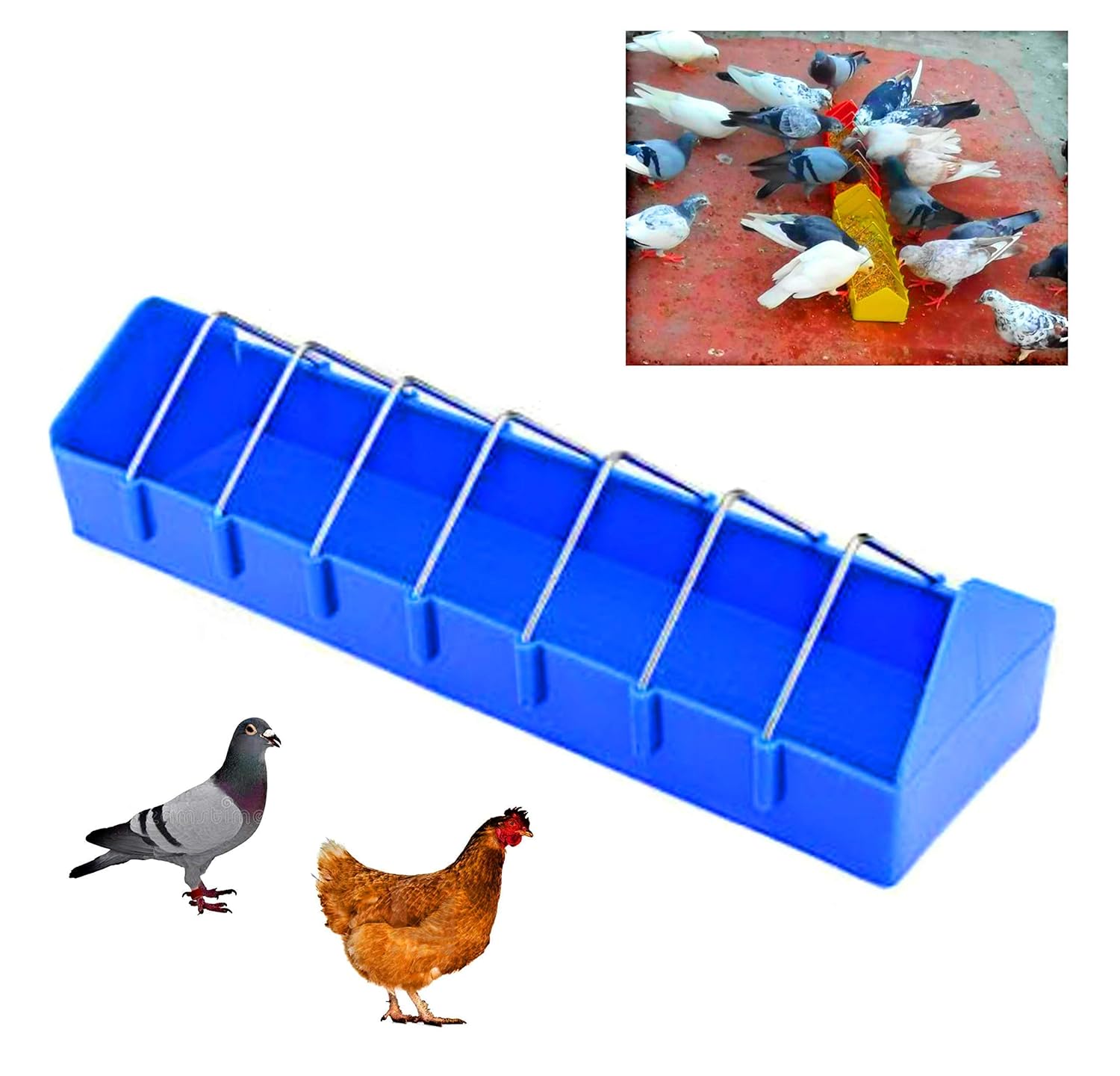 pigeon feeding tray for sale