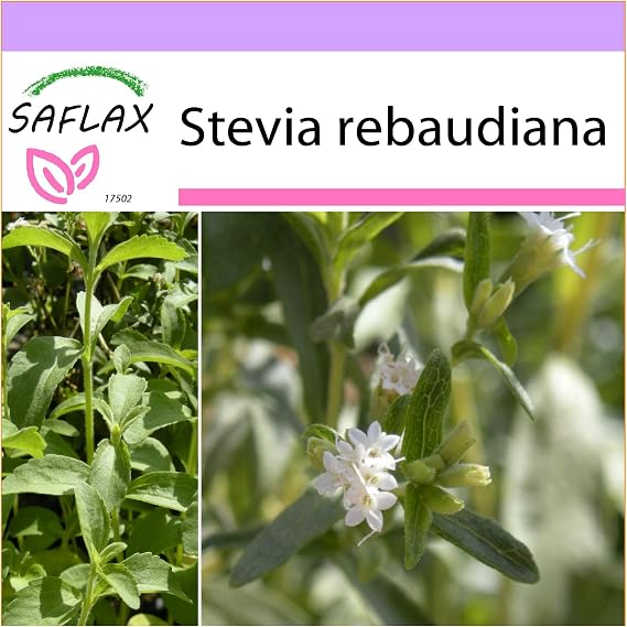 SAFLAX - Hierba dulce - 100 semillas - Stevia rebaudiana: Amazon ...