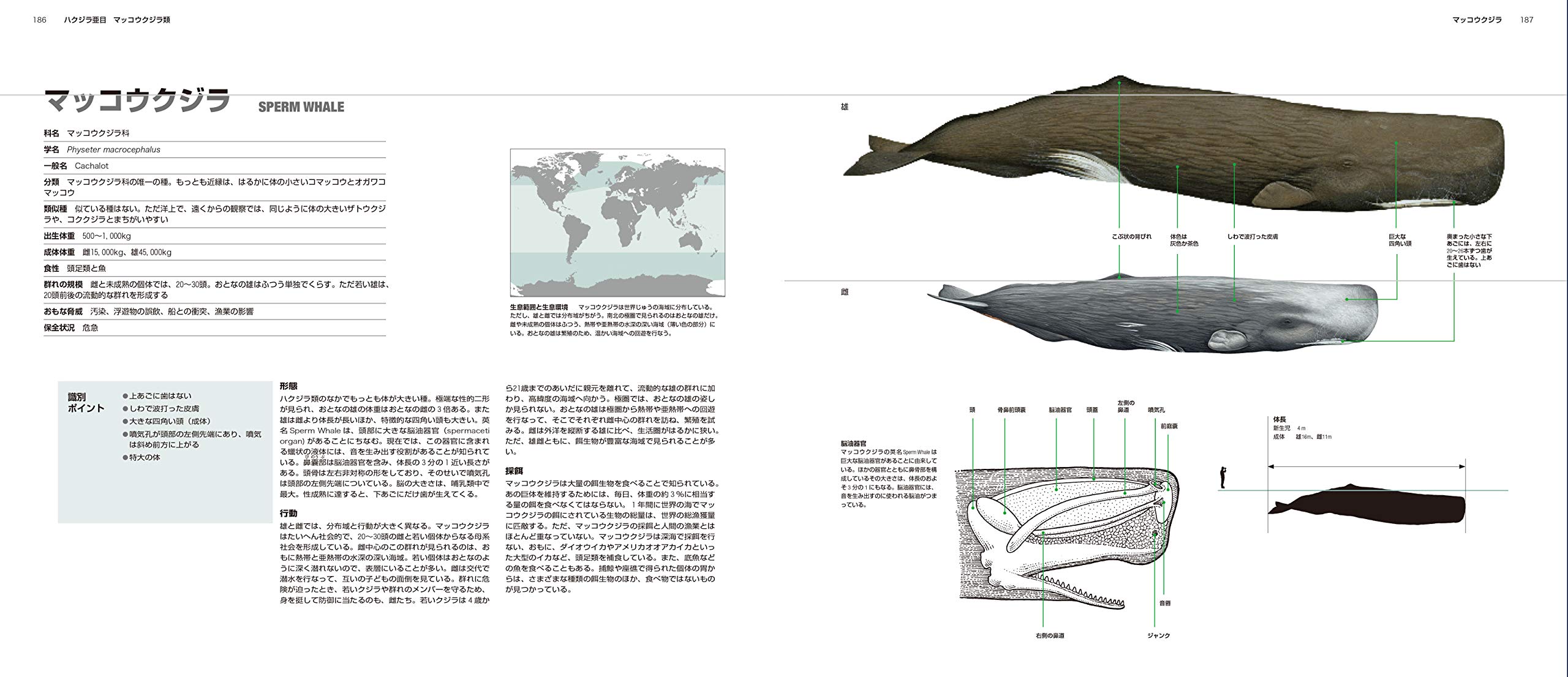 世界のクジラ イルカ百科図鑑 山田格 アナリサ ベルタ 黒輪篤嗣 本 通販 Amazon