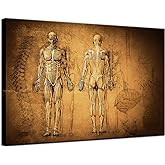 KLVOS Vintage Human Muscular System and Skeleton Patent Photos Canvas Print Wall Decor Anatomical Medical Art Physician Day Nurse Day Office Decor Gift 24x36 inch