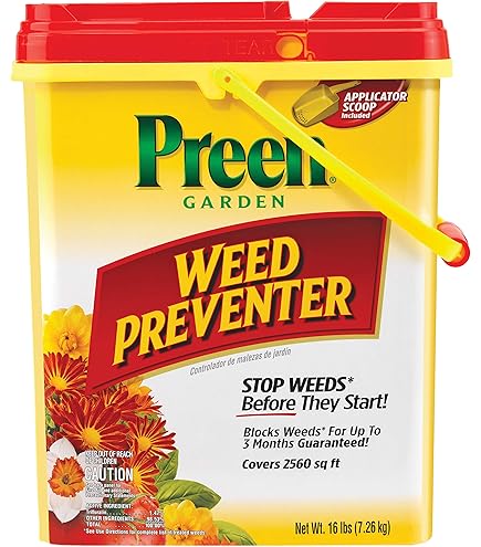 dracaena draco Dracaena draco, Dragon Tree