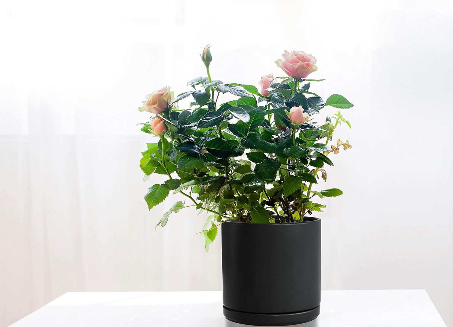 Ceramic Planter Pot with Drainage Hole and Saucer, Indoor Cylinder Round Planter Pot, 8 Inch, Black, 94-O-M-2 : Garden & Outdoor