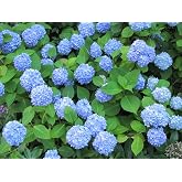 Hydrangea Nikko Blue (1 Plant) Superb Shrub for Accent, Specimen or Border