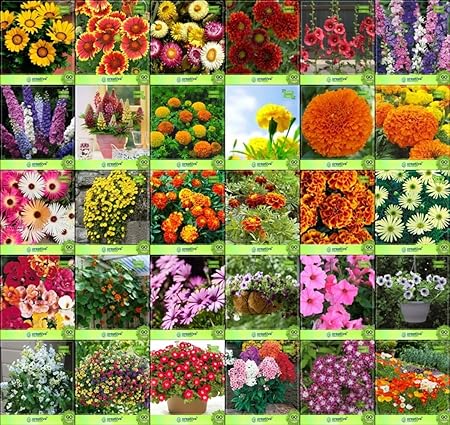 Creative Farmer Flower Seeds : Seeds For Outdoor Plants Combo of 30 Packet of Seeds Garden Flower Seeds Pack By CreativeFarmer