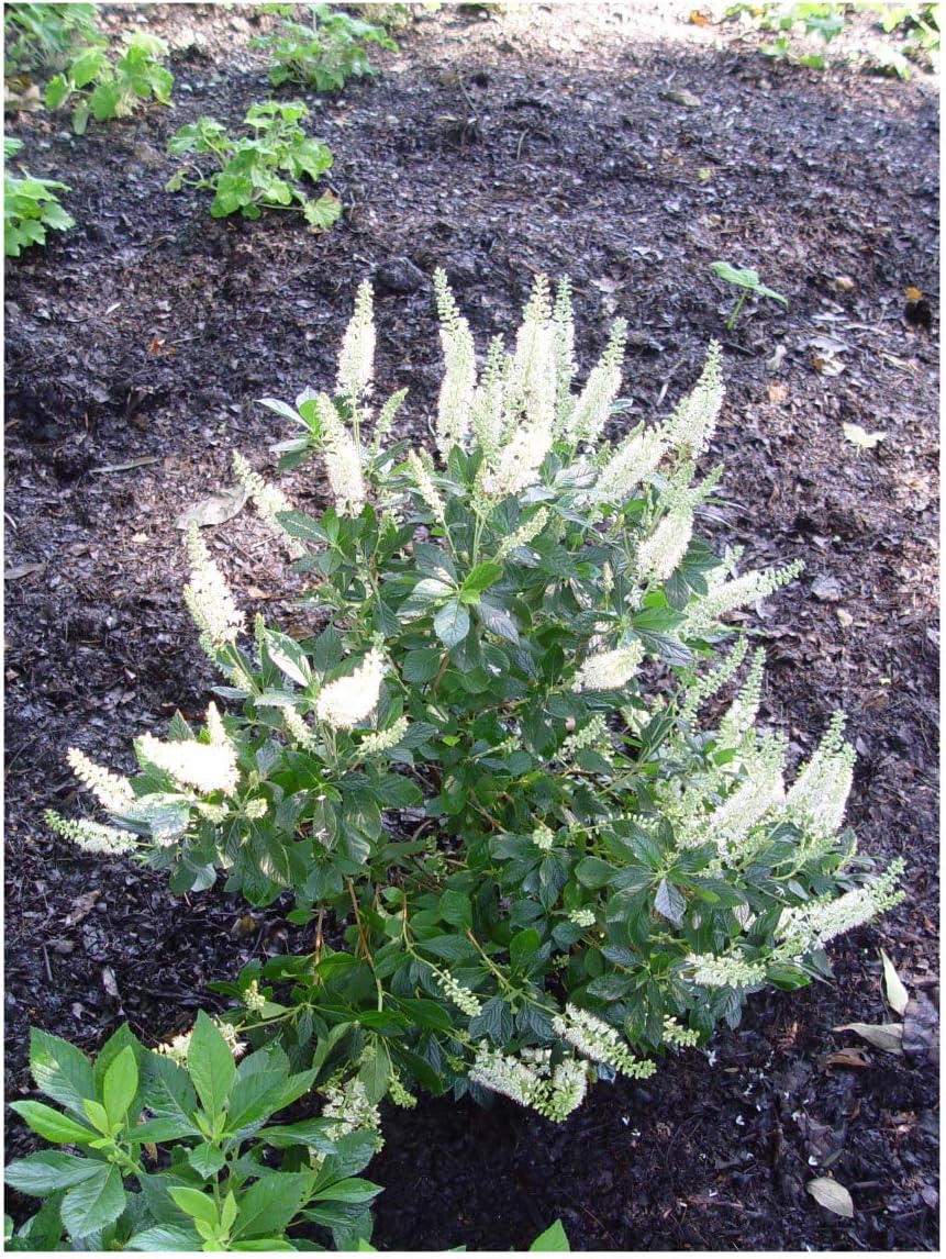 Clethra Alnifolia Hummingbird Summersweet Plant In 9cm Pot Amazon Co Uk Garden Outdoors