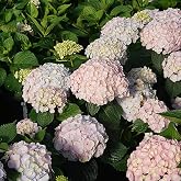 Wee Bit Innocent&trade; Bigleaf Hydrangea - 4" Pot - Proven Winners