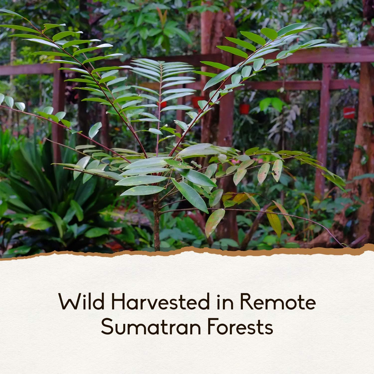 Pure Indonesian (Sumatran) Tongkat Ali Extract Powder by Holistic BIn, Wild Harvested - 15+ Year Old Roots: Health & Personal Care