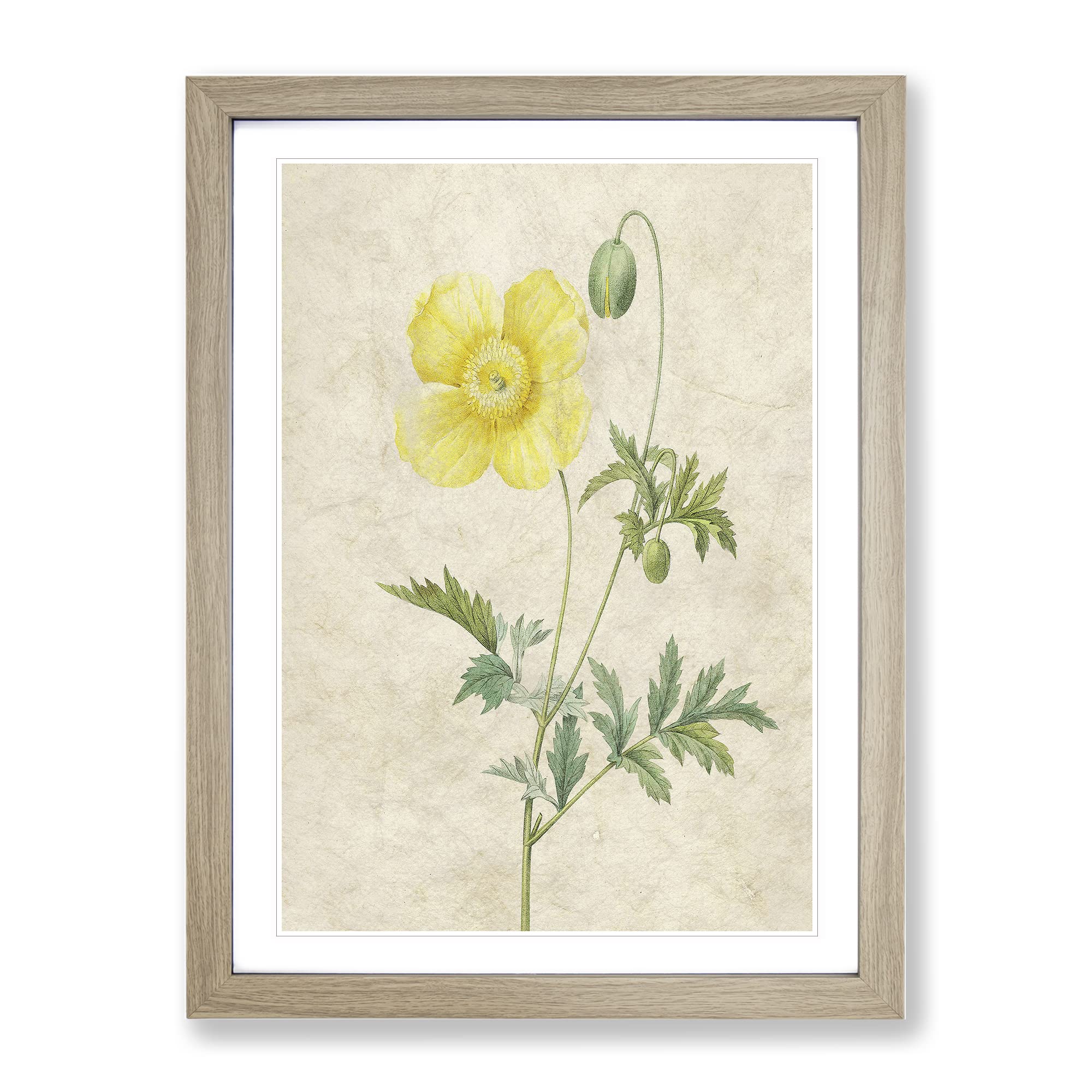 Welse Poppy In Yellow By Pierre Joseph Redoute Vintage Framed Wall Art Print, Ready to Hang Picture for Living Room Bedroom Home Office Décor, Oak A4 (34 x 25 cm)