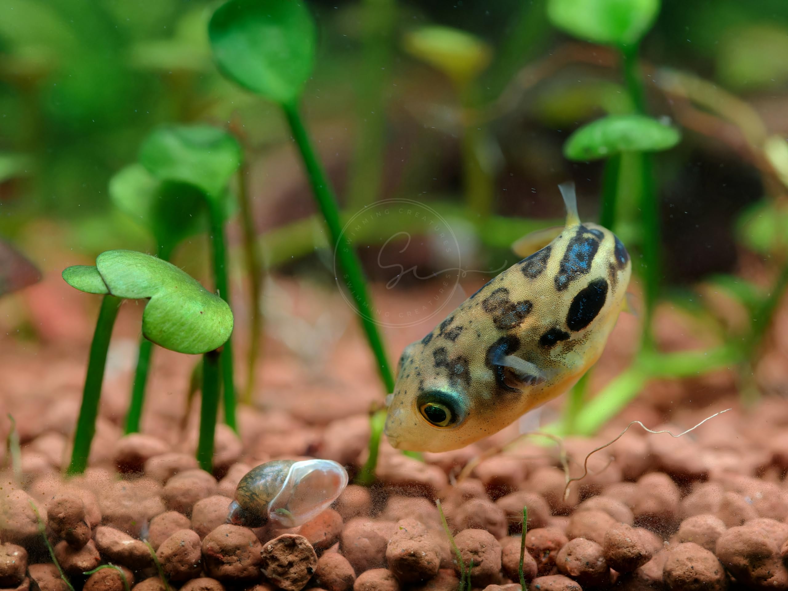 Nano Tank Pea Puffer Fish Care Indian Dwarf Pea Puffer