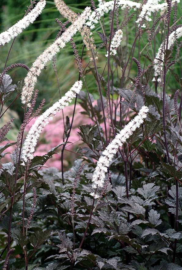 Actaea simplex 'Black Negligee' Bugbane Flowering
