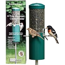 What to Grease a Bird Feeder Pole With: Expert Tips Revealed