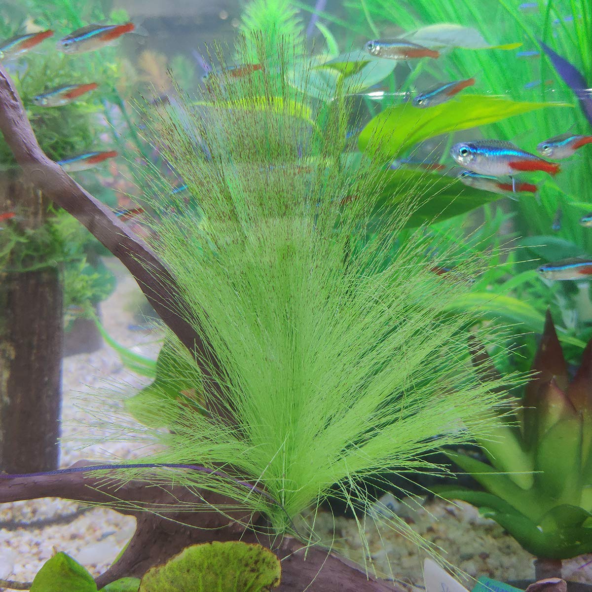 cactus aquarium decoration