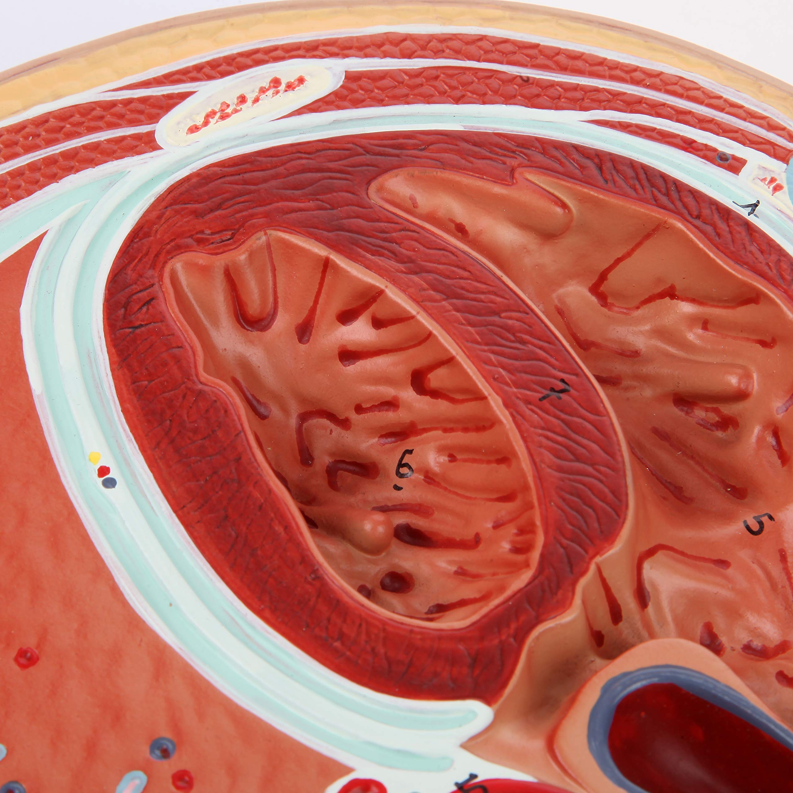 Axis Scientific Anatomy Model of Abdominal Cross Section at T6 | Offers View of Thorax at T6 Vertebrae | Depicts Vital Organs and Systems | Comes on Base | Includes Product Manual