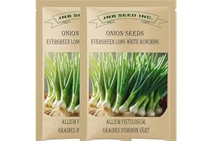 Evergreen Long White Bunching Green Onion Seeds for Planting Nebuka (2 Packs -Approx. 1375 Seeds- 5 Grams) Scallions Spring L