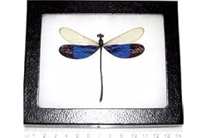BicBugs Neurobasis kaupi Real Framed Blue Clear Wings Dragonfly DAMSELFLY Indonesia